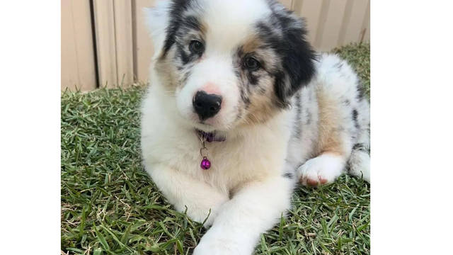 Country Canine Co. - Australian Shepherd