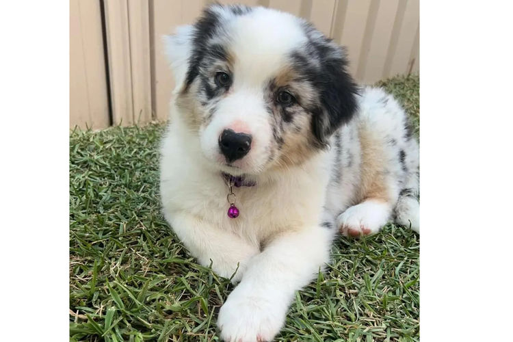 Country Canine Co. - Australian Shepherd