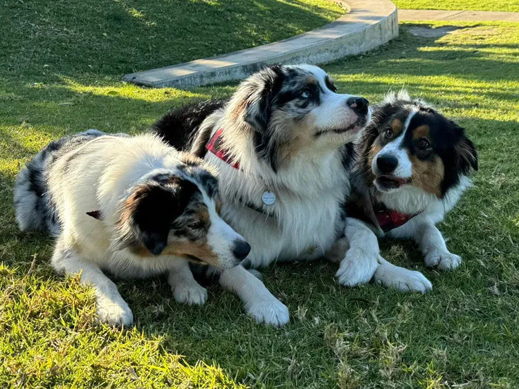 Country Canine Co. - Australian Shepherd