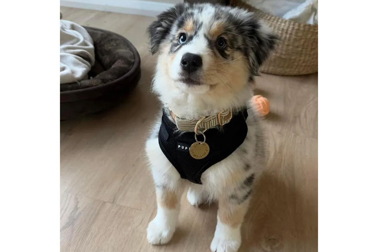 Country Canine Co. - Australian Shepherd