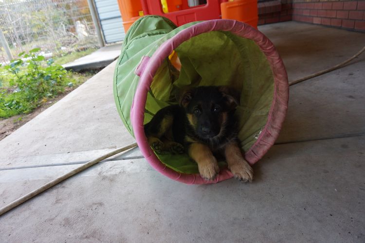 Grundelhardt Kennels - German Shepherd