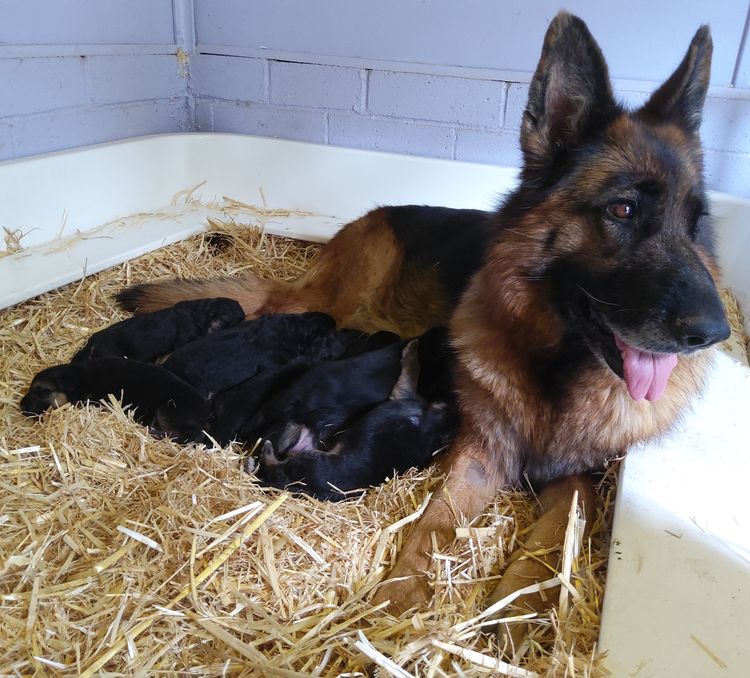 Grundelhardt Kennels - German Shepherd