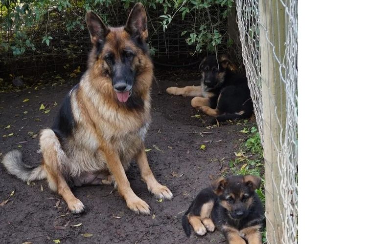 Grundelhardt Kennels - German Shepherd