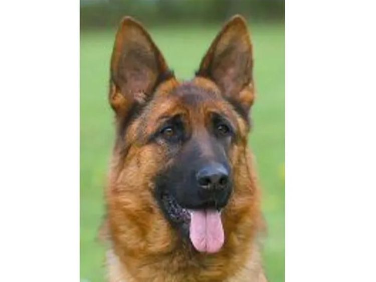 Grundelhardt Kennels - German Shepherd