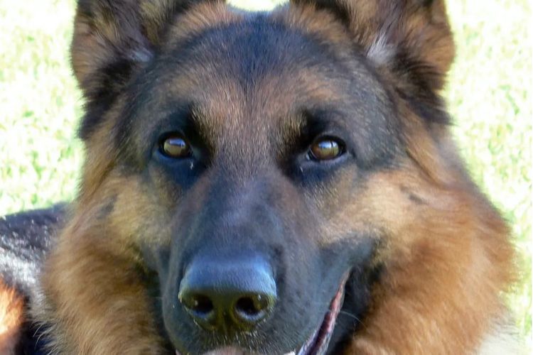 Grundelhardt Kennels - German Shepherd