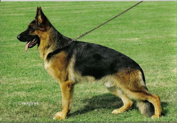 Grundelhardt Kennels - German Shepherd