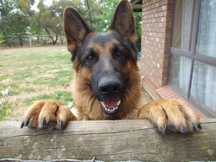 Grundelhardt Kennels - German Shepherd