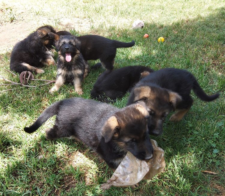 Grundelhardt Kennels - German Shepherd