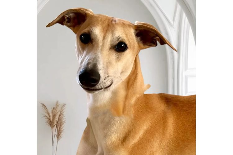 Peppertree Lane Whippets