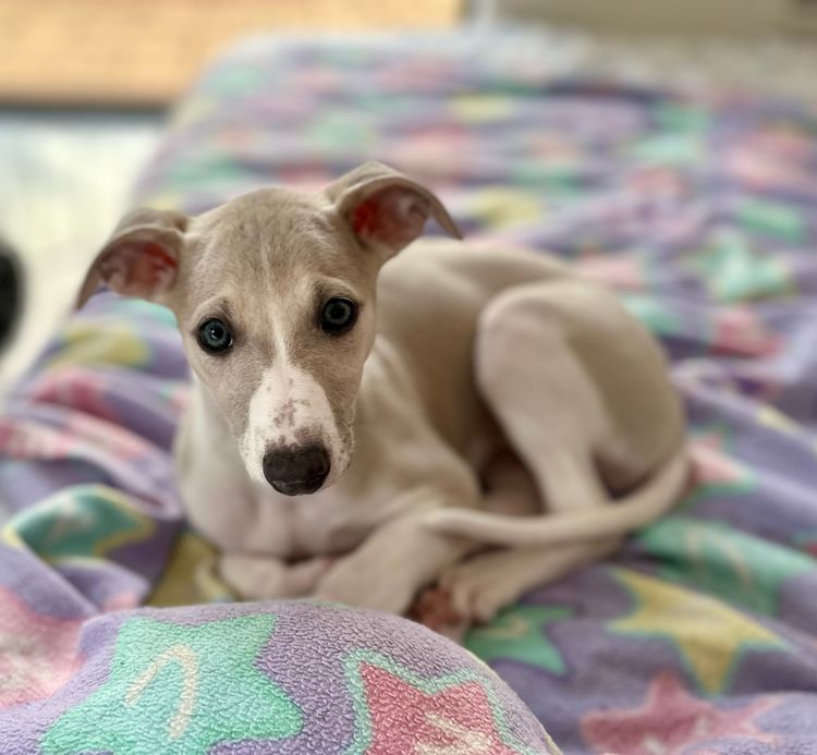 Peppertree Lane Whippets