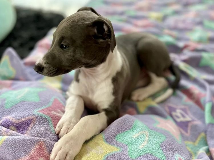 Peppertree Lane Whippets