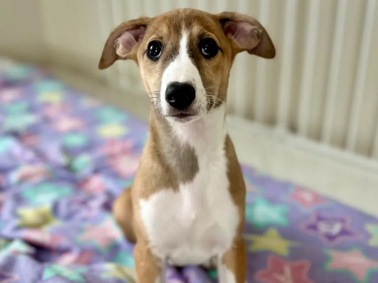 Peppertree Lane Whippets