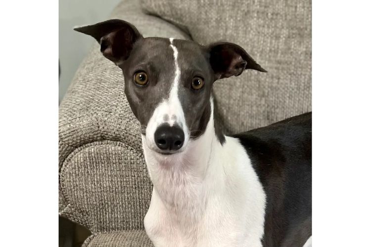 Peppertree Lane Whippets