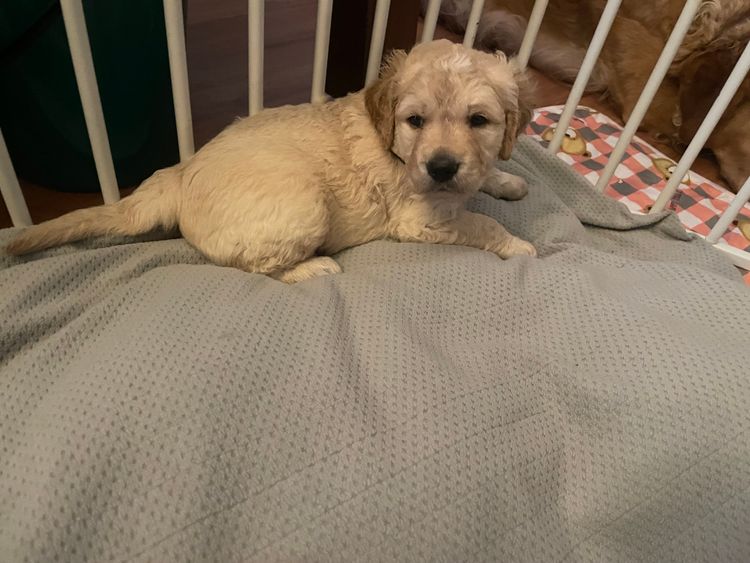 Casacanines Golden Curlie retrievers