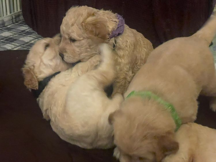 Casacanines Golden Curlie retrievers