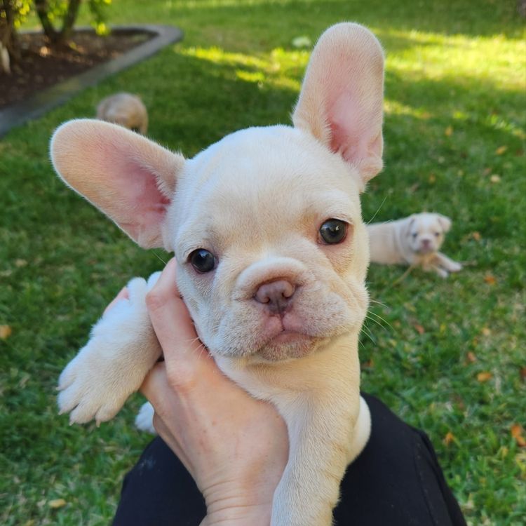 Your Bestfrenchie