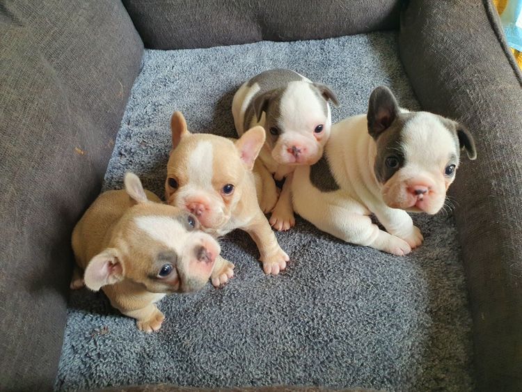 Your Bestfrenchie
