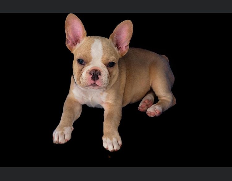 Your Bestfrenchie