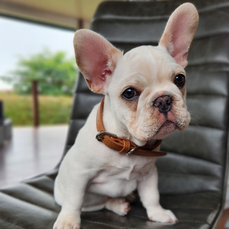 Your Bestfrenchie