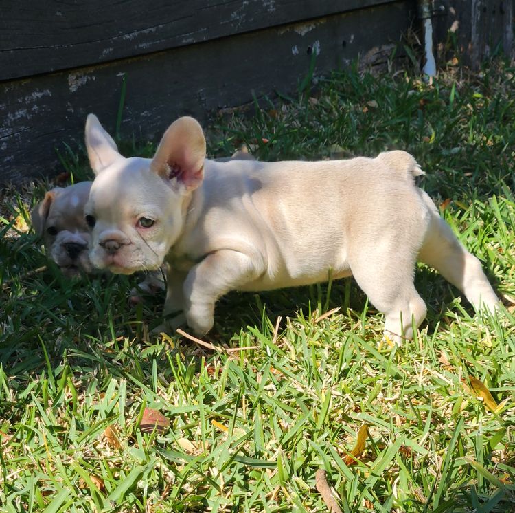 Your Bestfrenchie