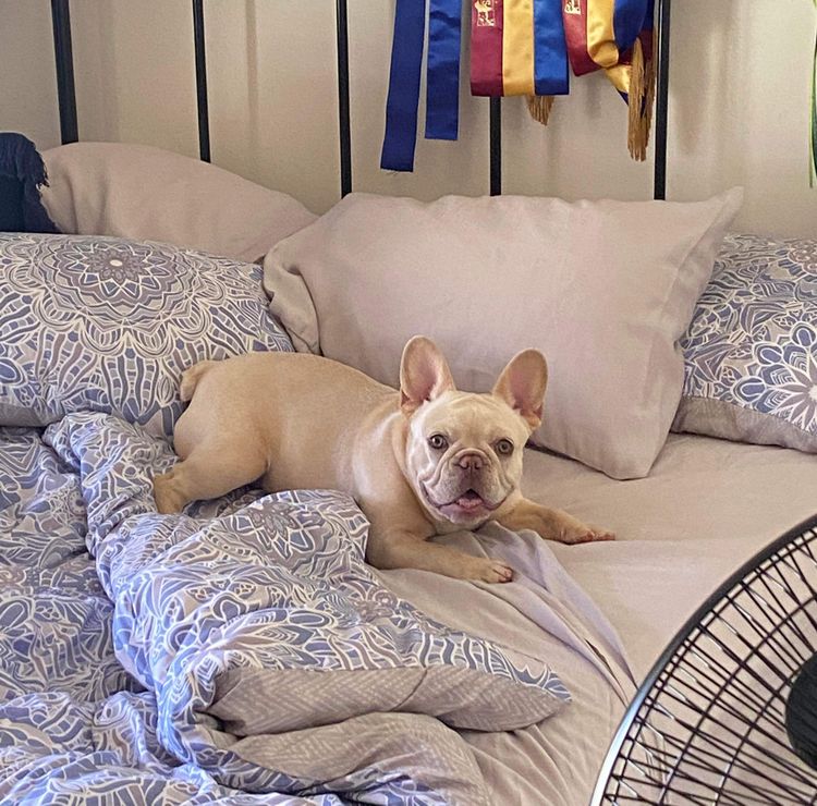 Your Bestfrenchie