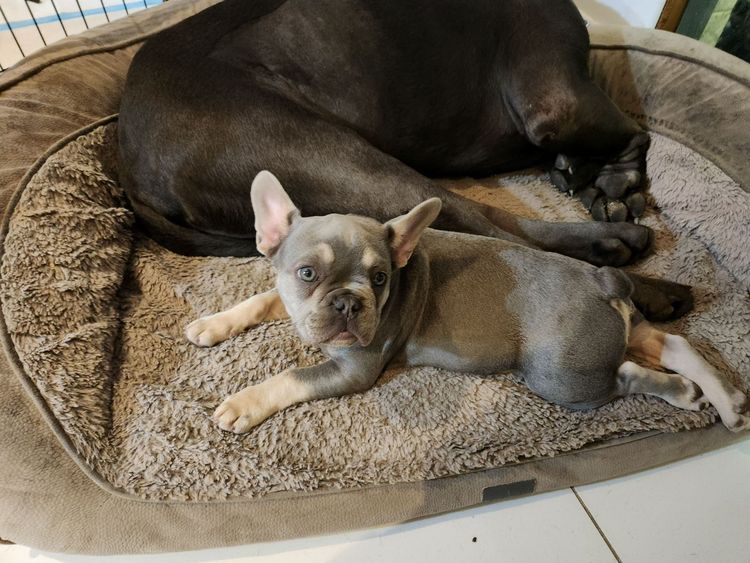 Your Bestfrenchie