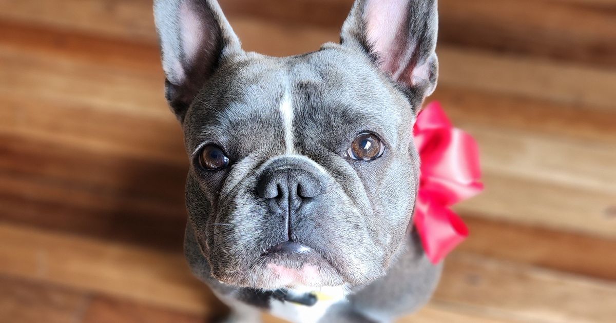 Your Bestfrenchie, responsible breeder in Victoria - RightPaw