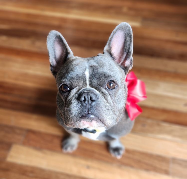 Your Bestfrenchie