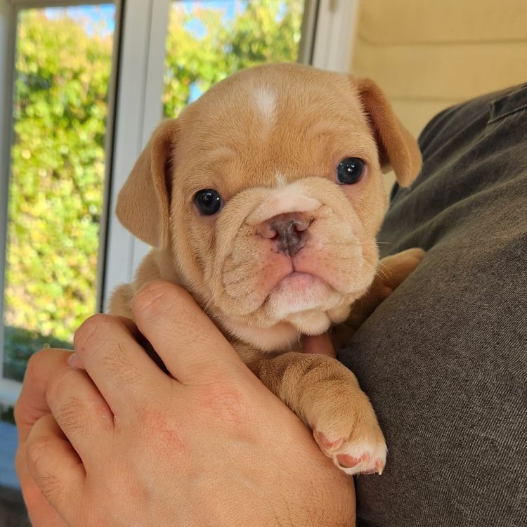 Your Bestfrenchie