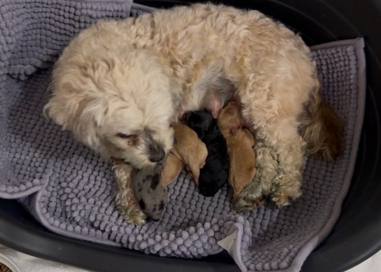 Priscilla's Bichoodle Puppies