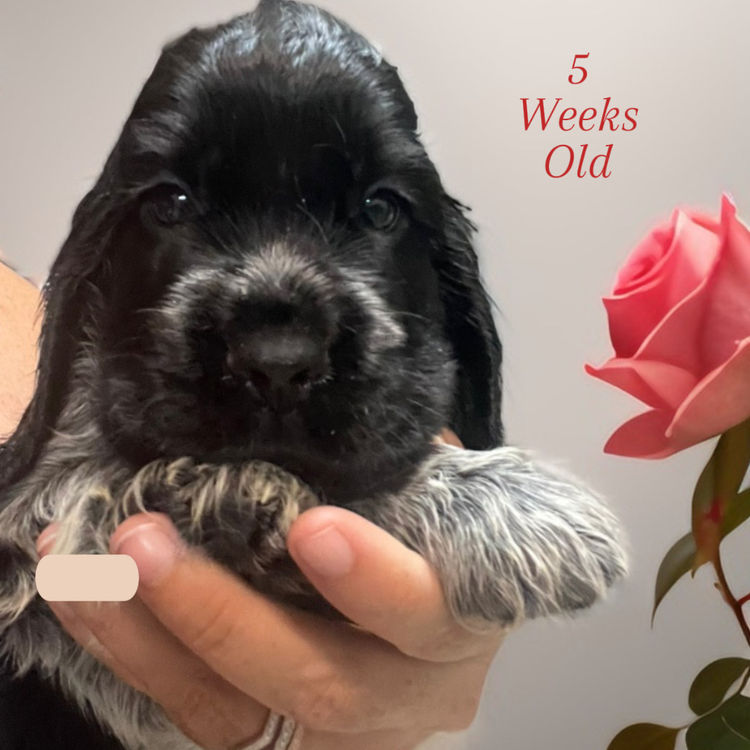 Pudoru Cocker Spaniels