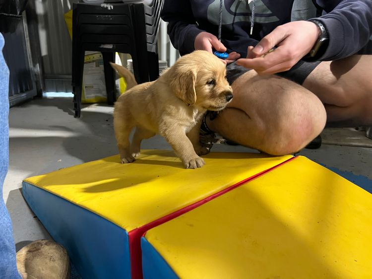 Sixtyacres Golden Retrievers