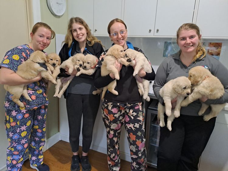 Sixtyacres Golden Retrievers