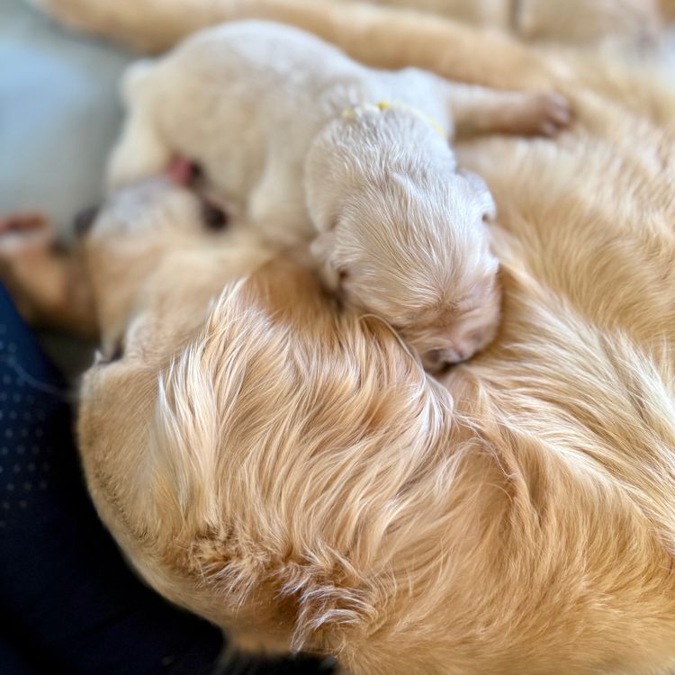 Sixtyacres Golden Retrievers