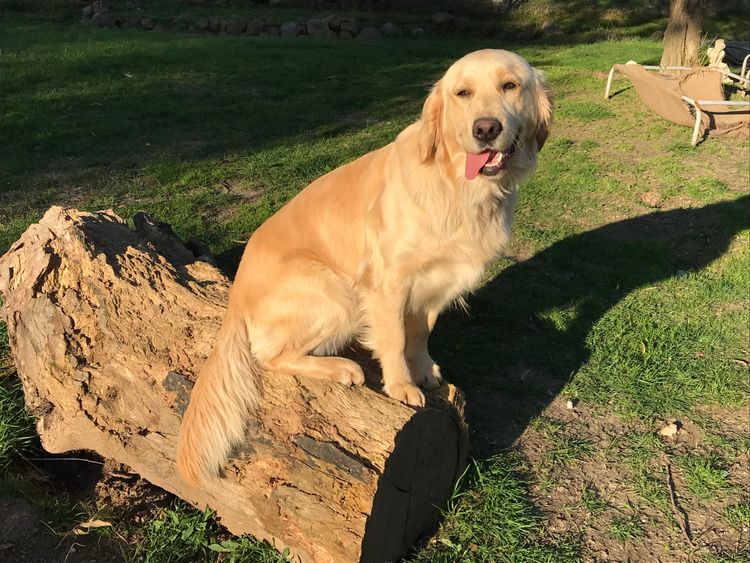 Sixtyacres Golden Retrievers