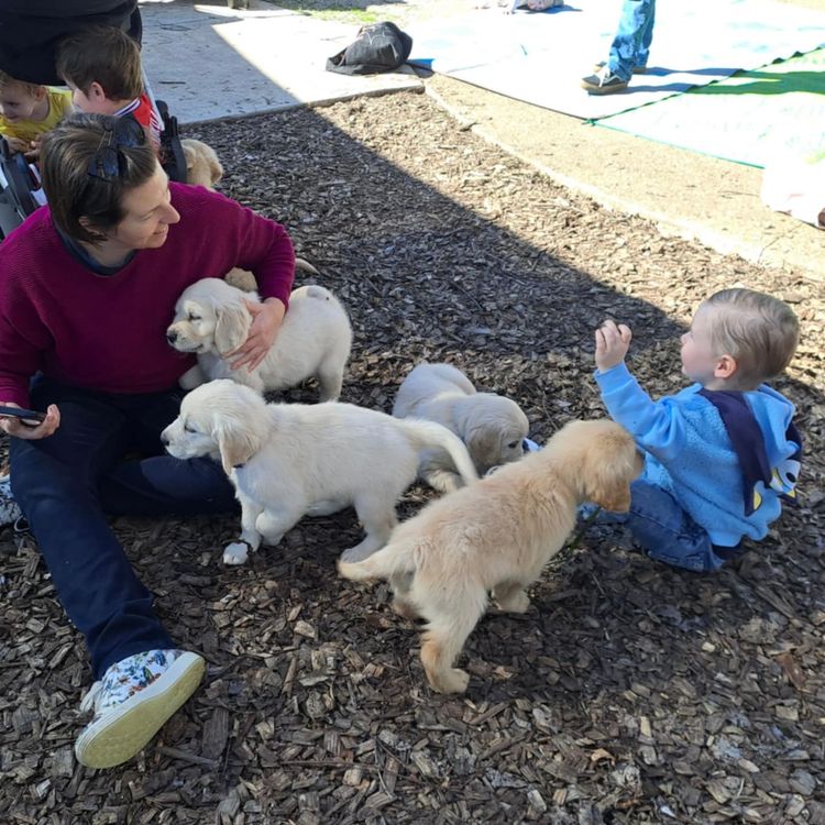 Sixtyacres Golden Retrievers