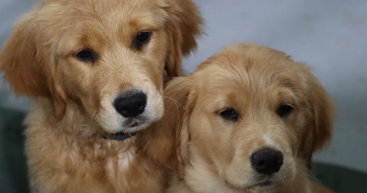 Sixtyacres Golden Retrievers, responsible breeder in Victoria - RightPaw