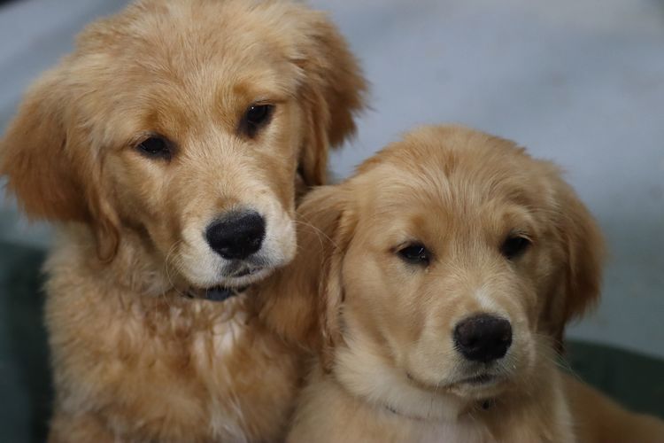 Sixtyacres Golden Retrievers