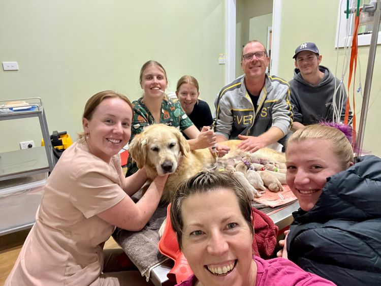 Sixtyacres Golden Retrievers