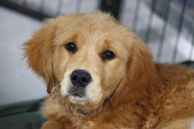 Sixtyacres Golden Retrievers