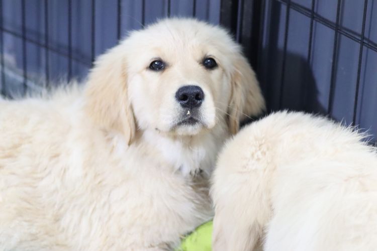 Sixtyacres Golden Retrievers