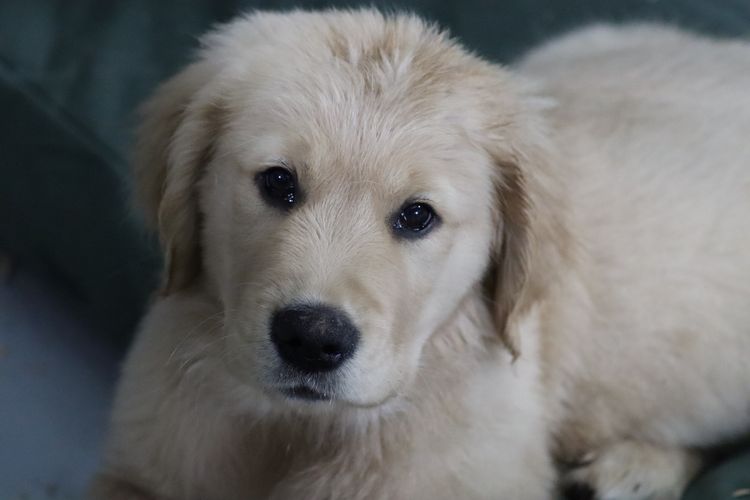 Sixtyacres Golden Retrievers