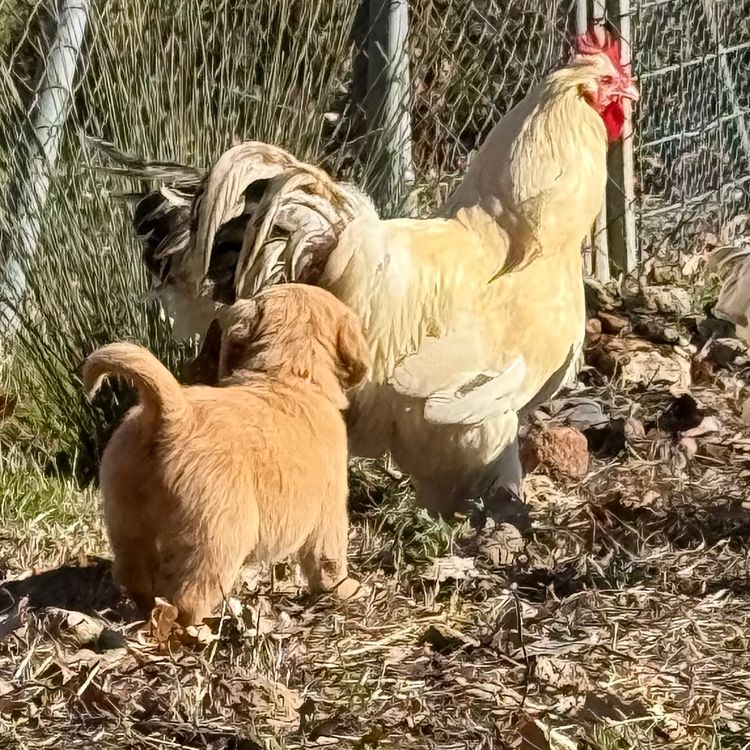 Sixtyacres Golden Retrievers