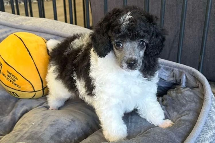 Peppertree Lane Toy Poodles