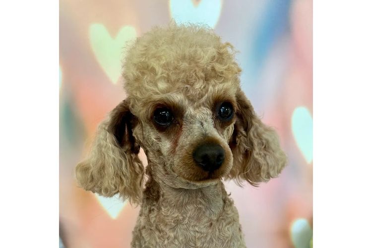 Peppertree Lane Toy Poodles