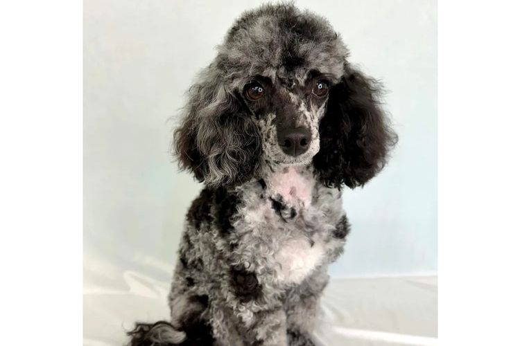 Peppertree Lane Toy Poodles