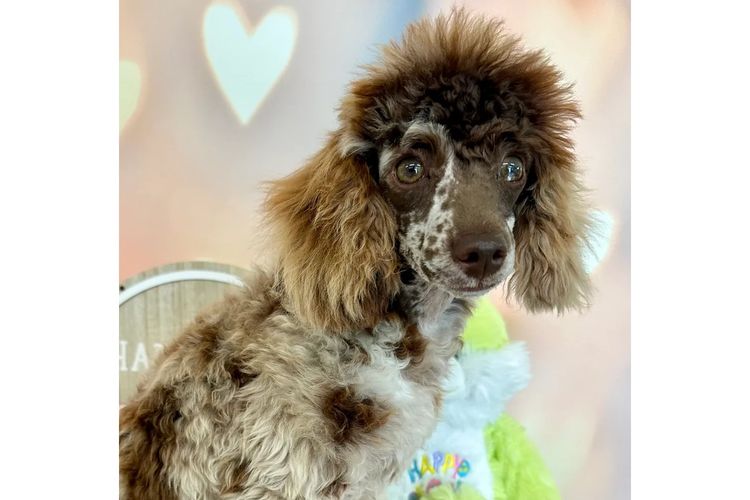 Peppertree Lane Toy Poodles