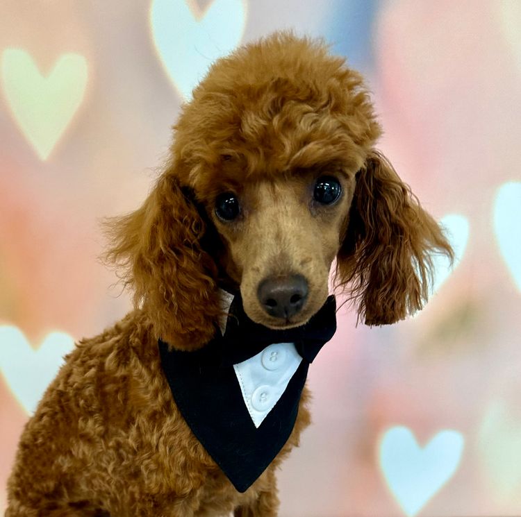Peppertree Lane Toy Poodles