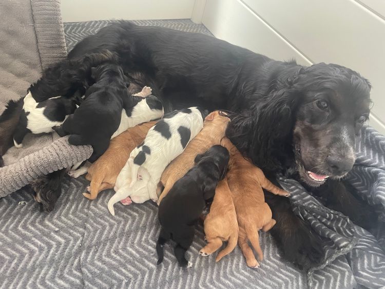 Hidden Harmony Cocker Spaniels