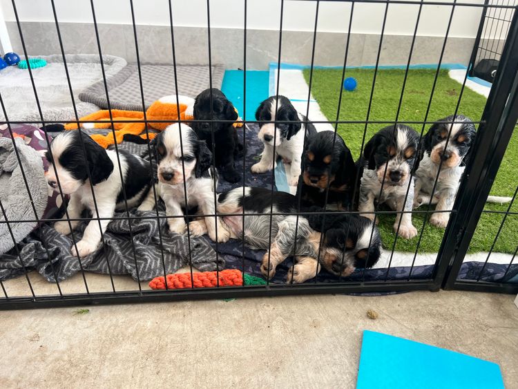 Hidden Harmony Cocker Spaniels